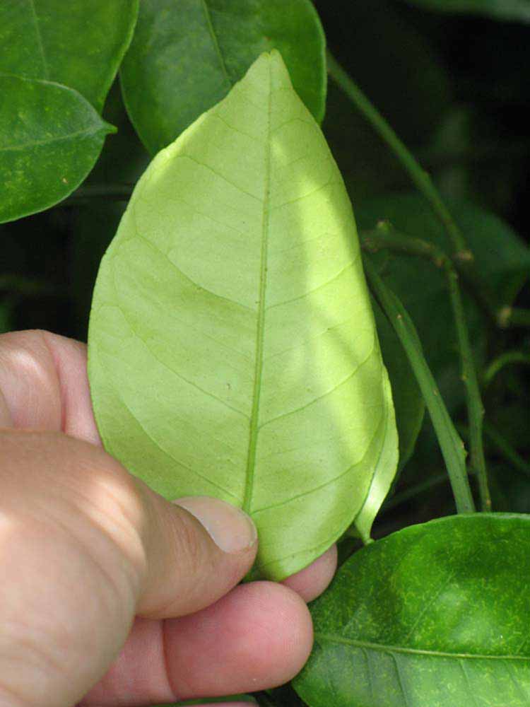              Unifoliolate leaf (Winter Haven, FL)       